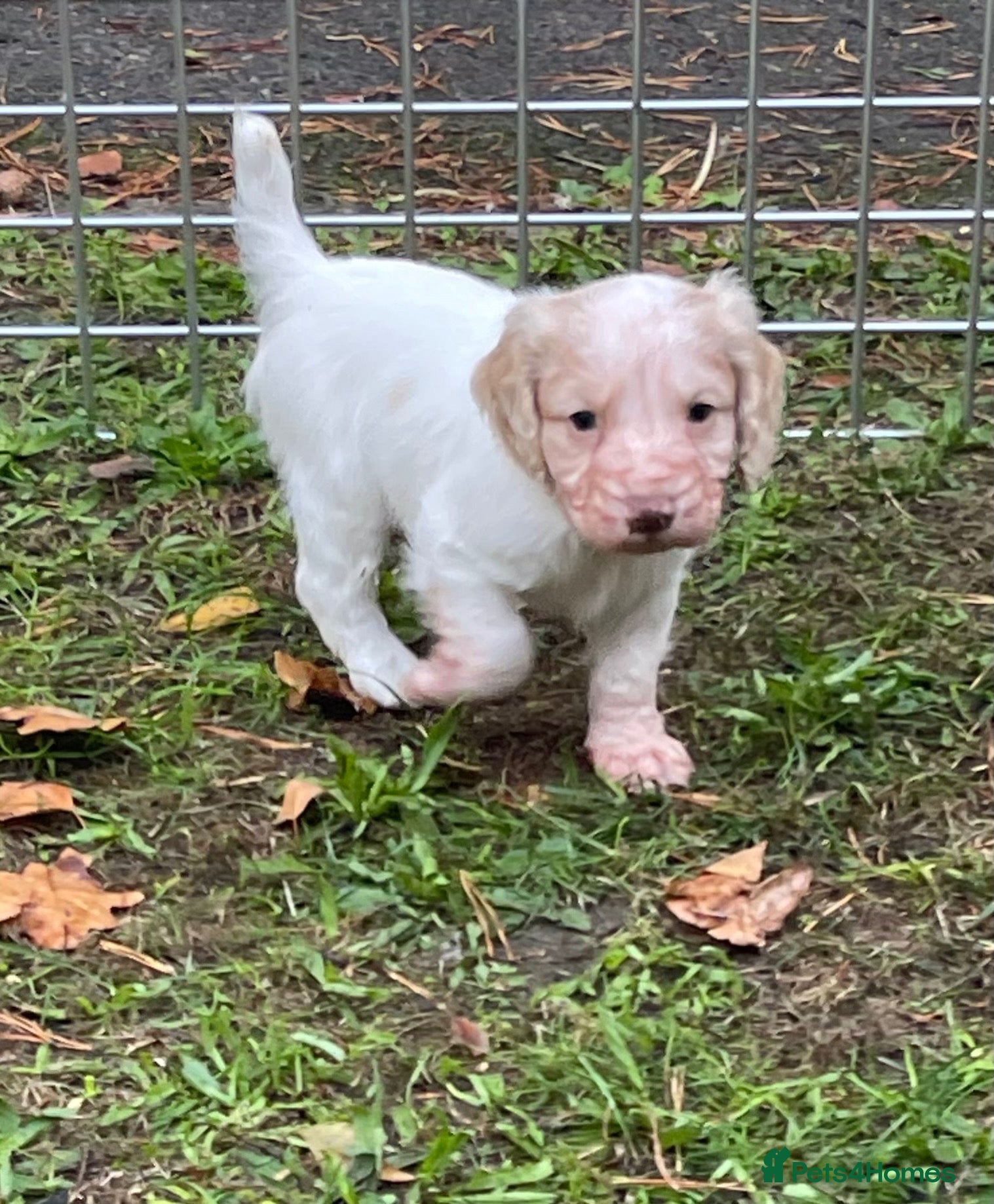 Cocker Spaniel dogs Two Working cocker spaniel puppies left - Advert 2