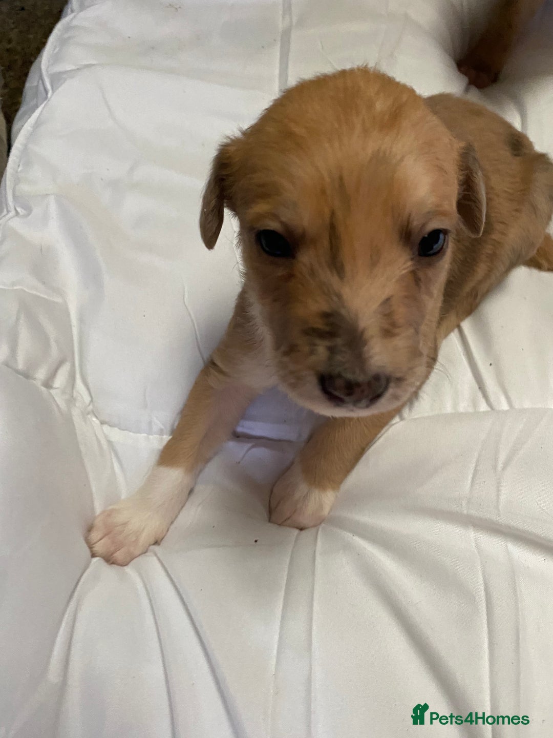 Mixed Breed dogs for sale: Deerhound greyhound collie puppies  - Image 11