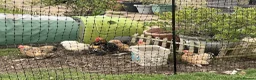 Chickens poultry for sale: Hatching Eggs-Millie Fleur Pekin Bantams 6 - Advert 3