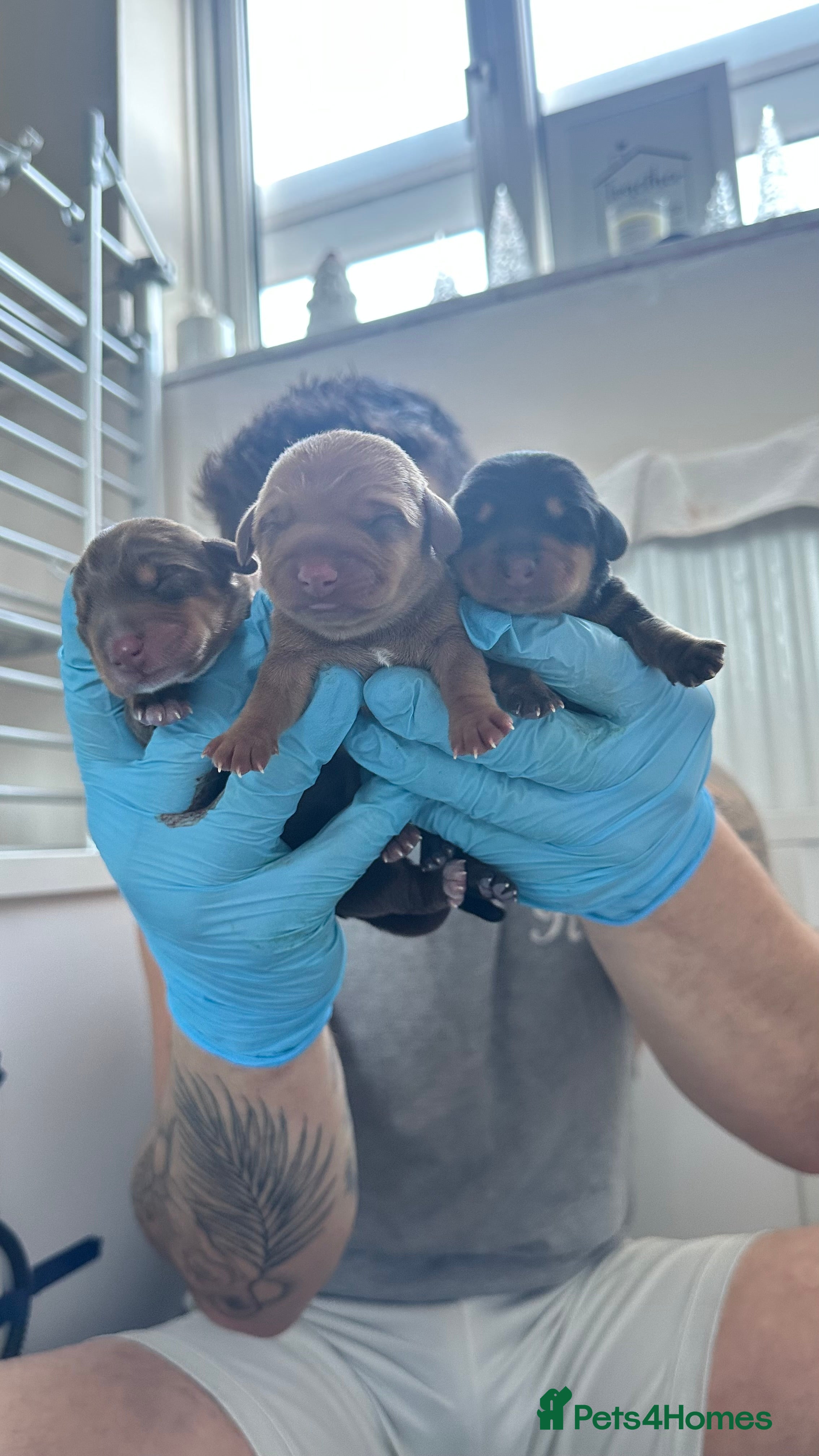 Miniature Dachshund dogs 5 beautiful miniature Daschund puppies  - Advert 1