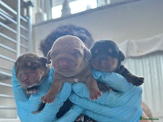 Miniature Dachshund dogs 5 beautiful miniature Daschund puppies - Advert 5