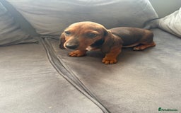 Dachshund dogs for sale: Dachshund puppies available for rehoming. - Image 13
