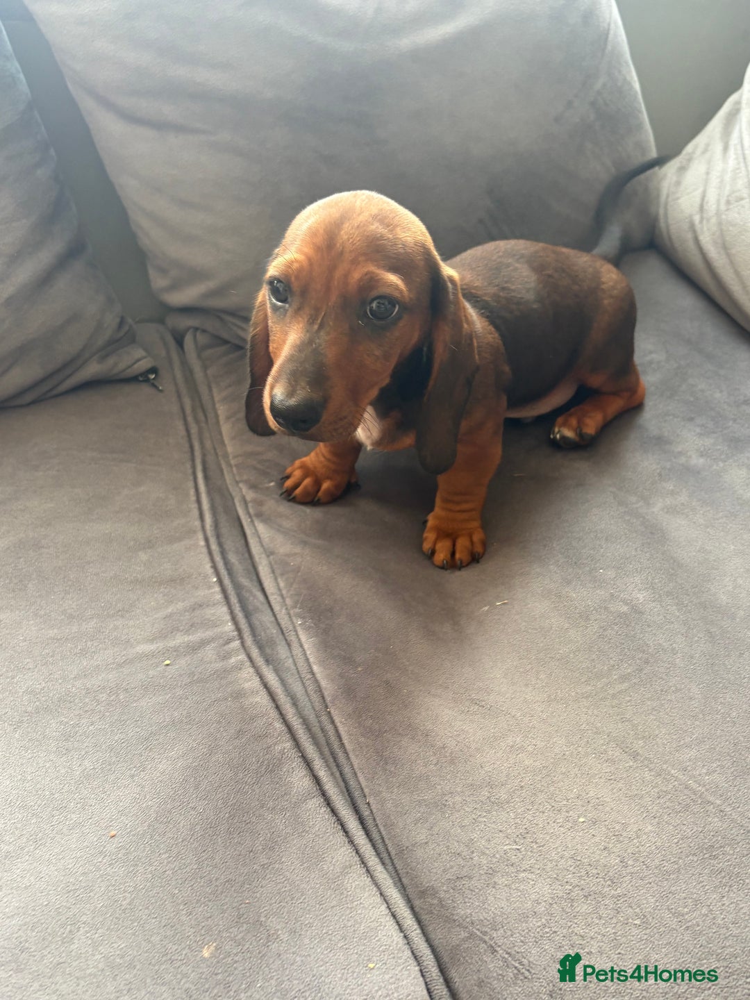 Dachshund dogs for sale: Dachshund puppies available for rehoming. - Image 13