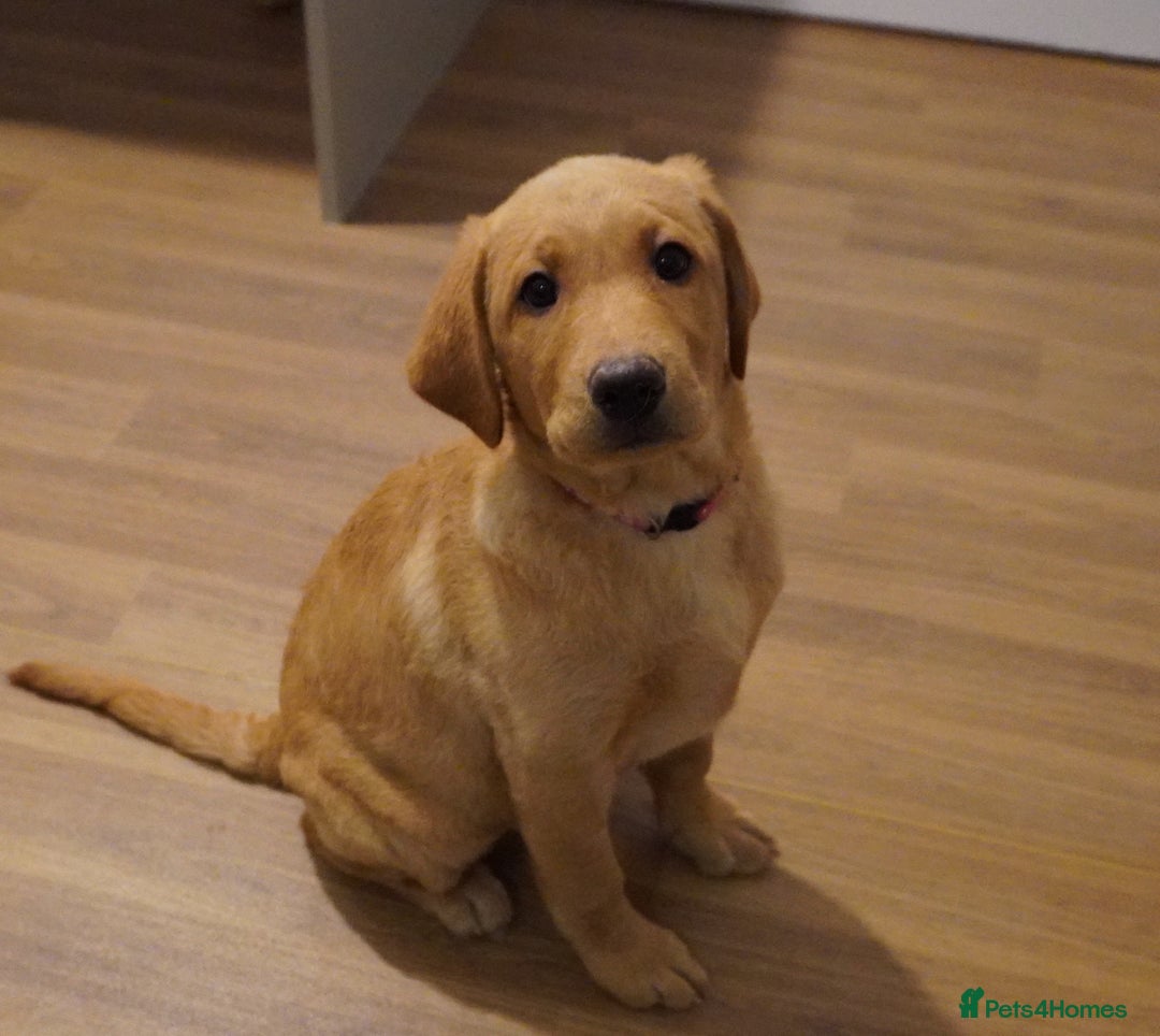 Labrador Retriever dogs for sale: Stunning KC Fox Red & Yellow Labrador Puppies - Advert 1