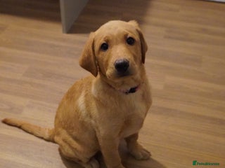 Labrador Retriever dogs Stunning KC Fox Red & Yellow Labrador Puppies - Advert 3