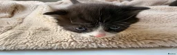 Domestic Shorthair cats for sale: British shorthair crossbreed - Advert 9