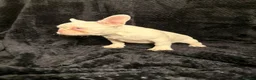French Bulldog dogs for sale: Fluffy and Pink - Advert 9