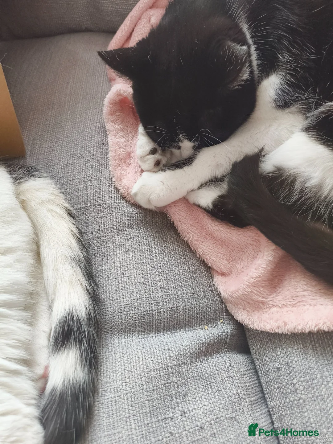 British Shorthair cats for sale: Mittsy and Murphy, perfect pair for rehoming  - Advert 2