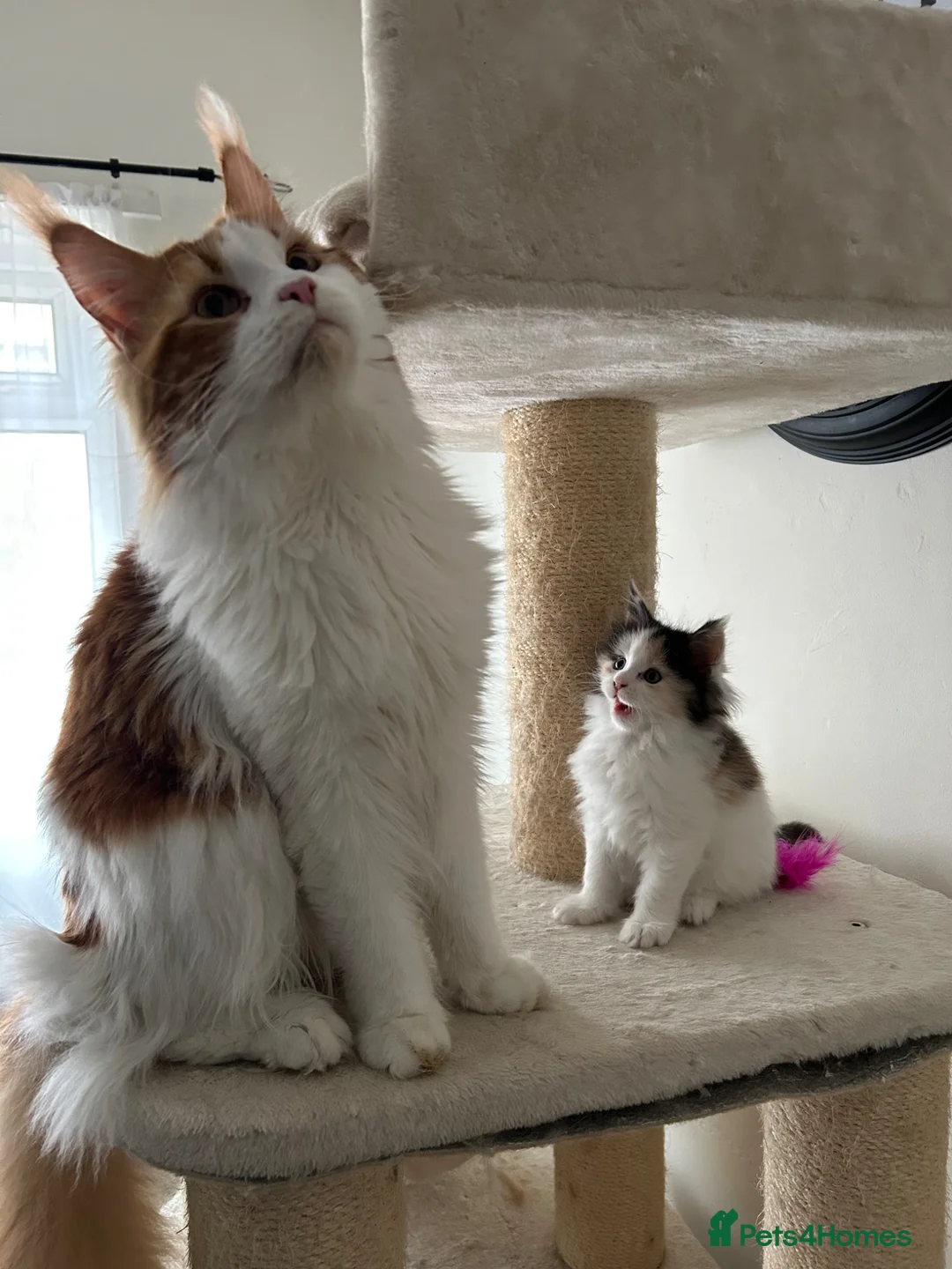 Maine Coon cats for sale: Maine Coon  in Goole - Advert 1