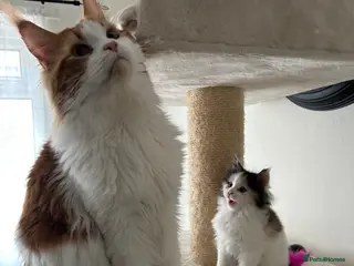 Maine Coon cats Maine Coon - Advert 4