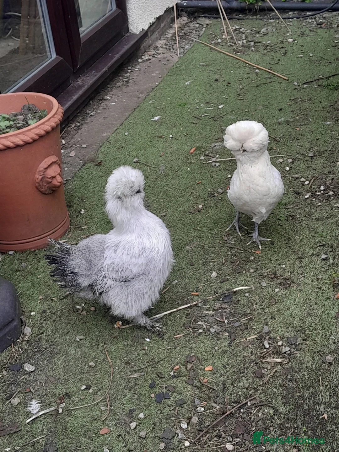 Chickens poultry for sale: 2 beautiful girls at point of lay. £25 each - Advert 1