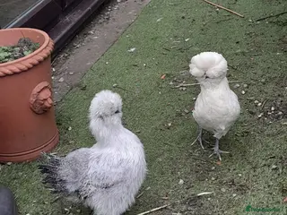 Chickens poultry 2 beautiful girls at point of lay. £25 each - Advert 1