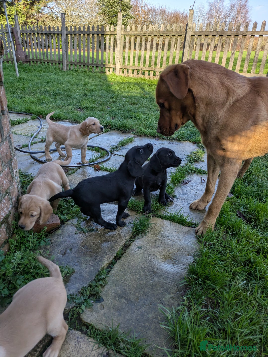 Labrador Retriever dogs for stud: PROVEN KC Fox Red Health Tested Labrador Stud Dog in Chippenham - Advert 16