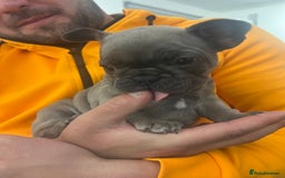 French Bulldog dogs for sale: French Buldog puppies  - Image 22