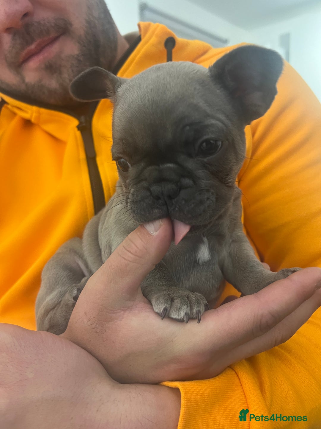 French Bulldog dogs for sale: French Buldog puppies  - Image 22
