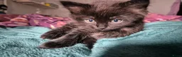 Ragdoll cats for sale: BSH Ragdoll mix in Luton - Advert 17