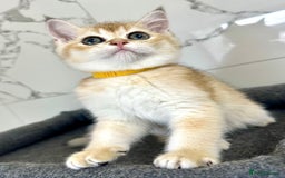 British Shorthair cats for sale: Last 2 adorable boys looking for a loving family  - Image 6