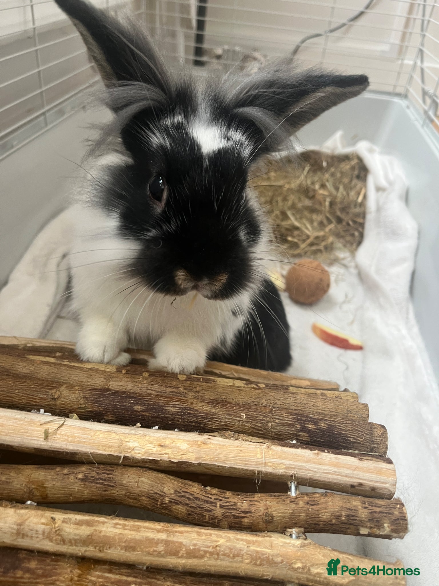 Lionhead rabbits Rabbit that needs a loving home - Advert 2