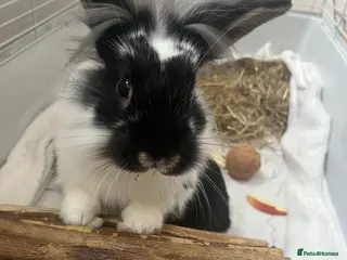 Lionhead rabbits Rabbit that needs a loving home - Advert 1