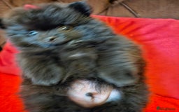 Pomeranian dogs for sale: 3 beautiful black pomeranian boys for sale  - Image 25