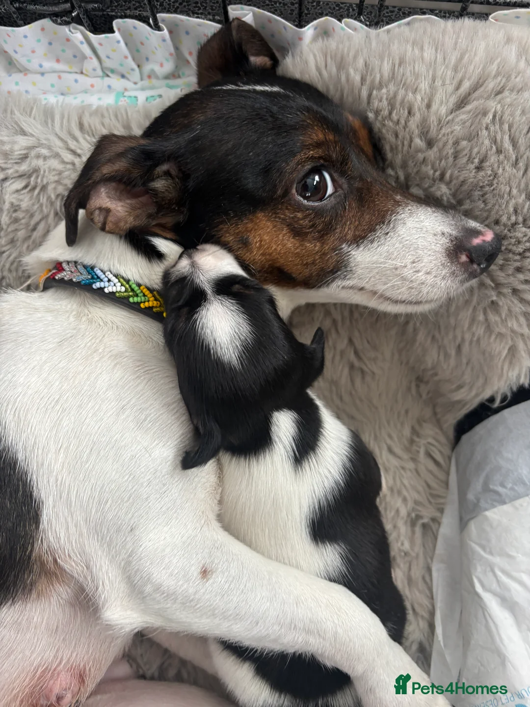 Jack Russell dogs for sale: Beautiful Jack Russell puppies, family🌴from 1997 - Advert 1