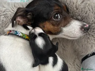 Jack Russell dogs Beautiful Jack Russell puppies, family🌴from 1997 - Advert 2