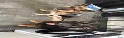 German Shepherd dogs for sale: 2 young beautiful German shepherd pups  - Advert 25