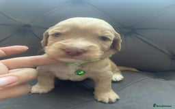 Cockapoo dogs for sale: Cockapoo Lovley Puppies  - Image 14