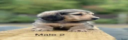 Miniature Dachshund dogs for sale: Miniature shaded cream longhaired Dachshund  - Advert 14