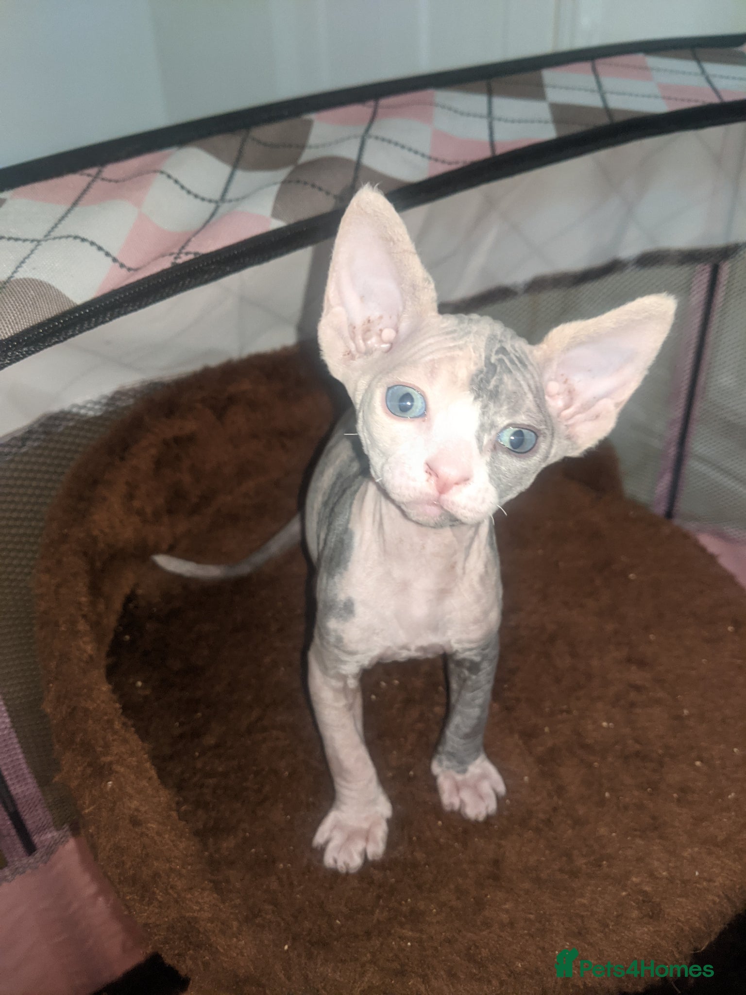 Sphynx cats Super beautiful Sphynx kittens  - Advert 6