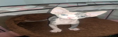 Sphynx Kitten 2