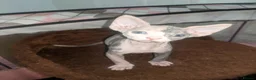 Sphynx cats for sale: Super beautiful Sphynx kittens  - Advert 8