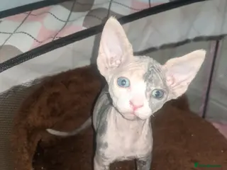 Sphynx cats Super beautiful Sphynx kittens - Advert 6