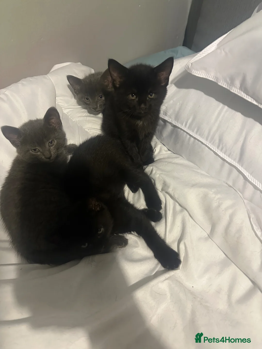 Russian Blue cats for sale: Half Russian blue kittens  - Advert 2