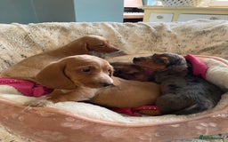 Mixed Breed dogs for sale: Dachshund x basset hound  - Image 6