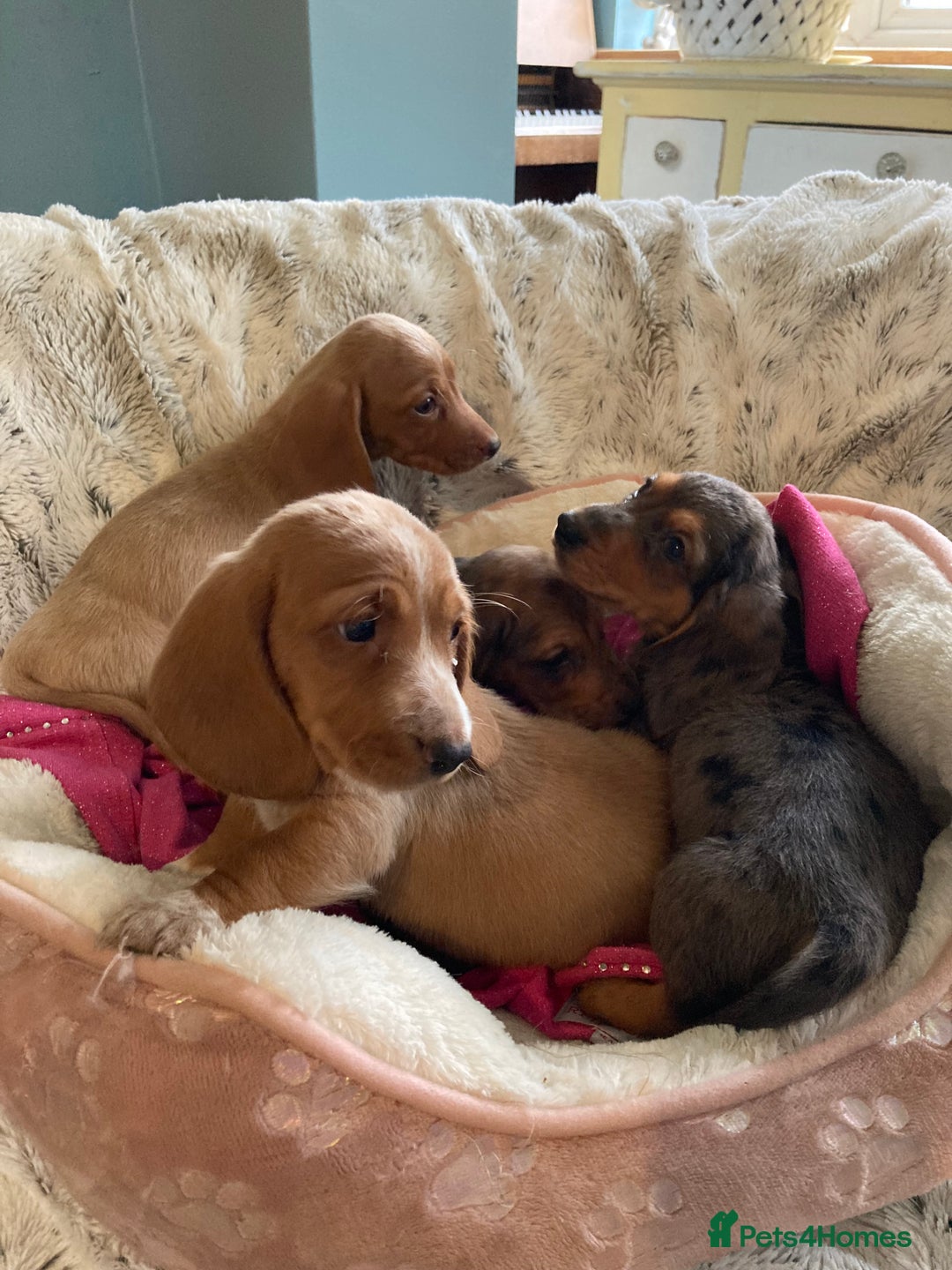 Mixed Breed dogs for sale: Dachshund x basset hound  - Image 6