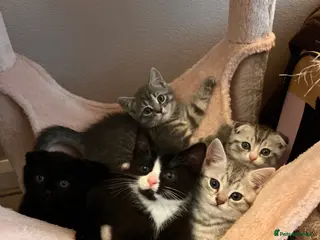 Scottish Fold cats Scottish and british kittens - Advert 1