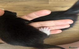 Domestic Shorthair cats for sale: 5 Little babies  - Image 4