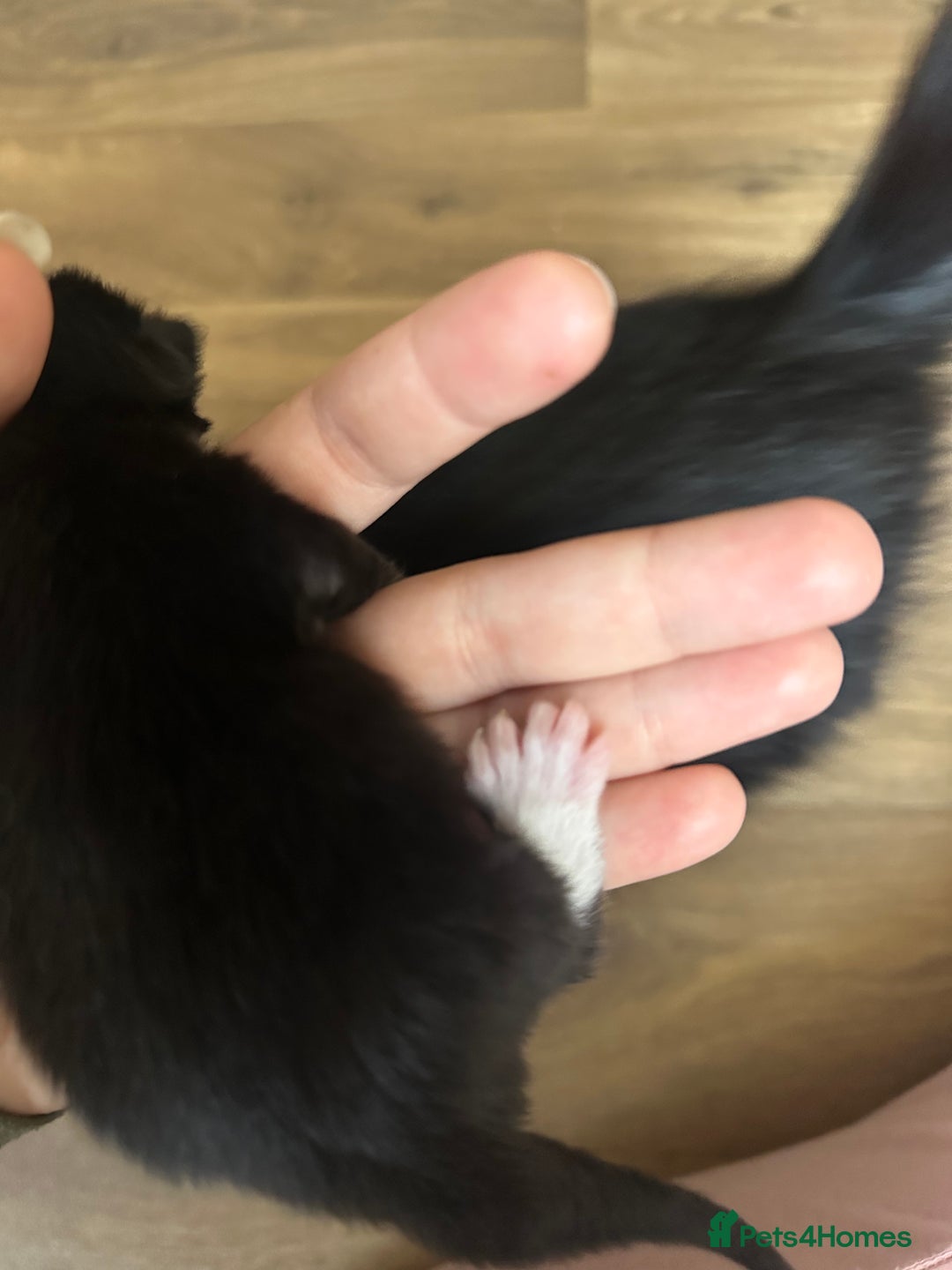 Domestic Shorthair cats for sale: 5 Little babies  - Image 4