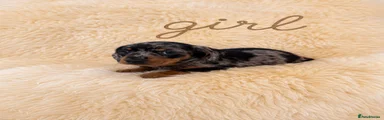 Miniature Dachshund 2