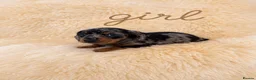 Miniature Dachshund dogs for sale: OUTSTANDING MINI SMOOTH DACHSHUND PUPPIES  - Advert 3