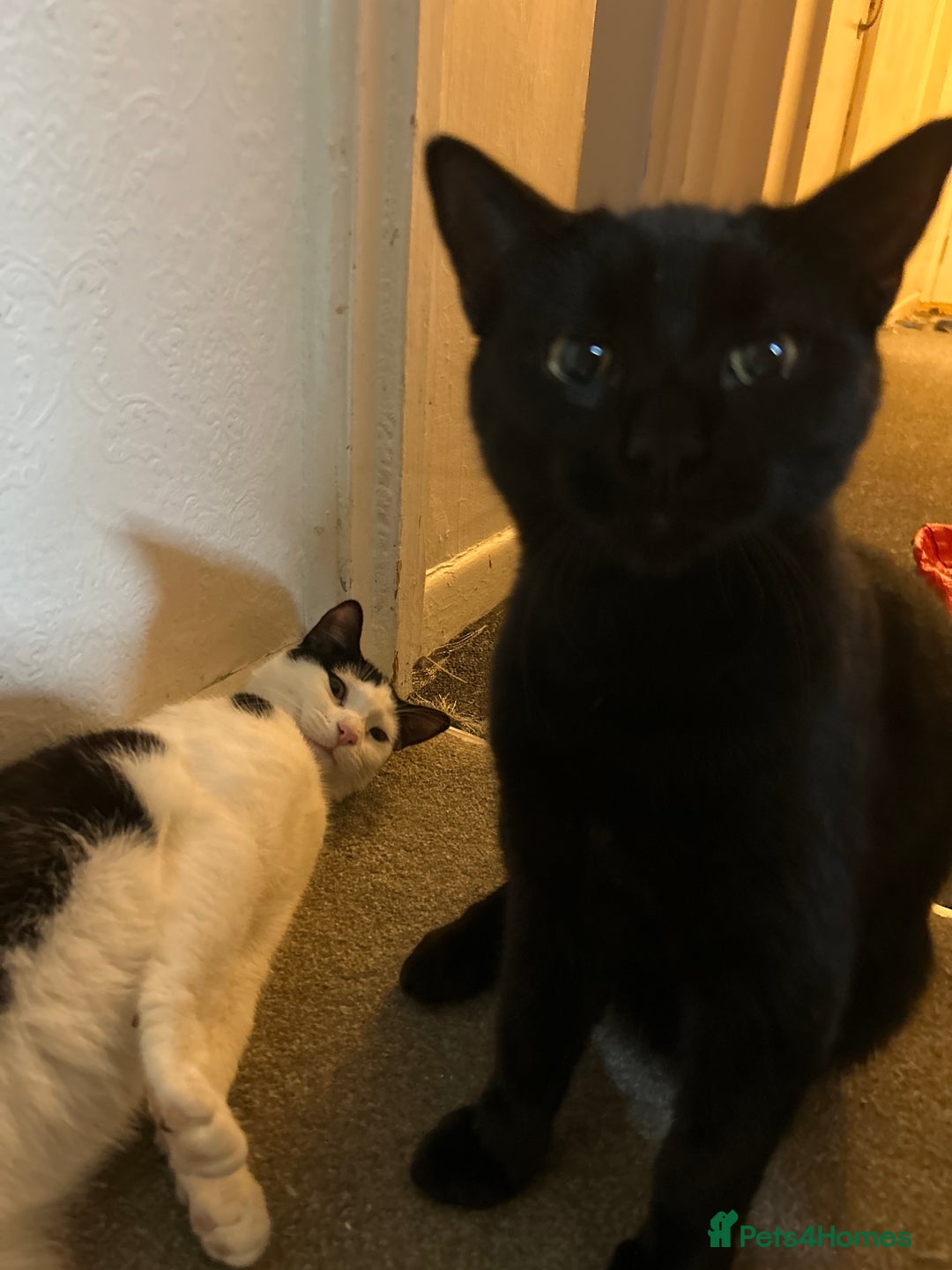 British Shorthair cats for sale: Two cat need a knew home  - Image 1