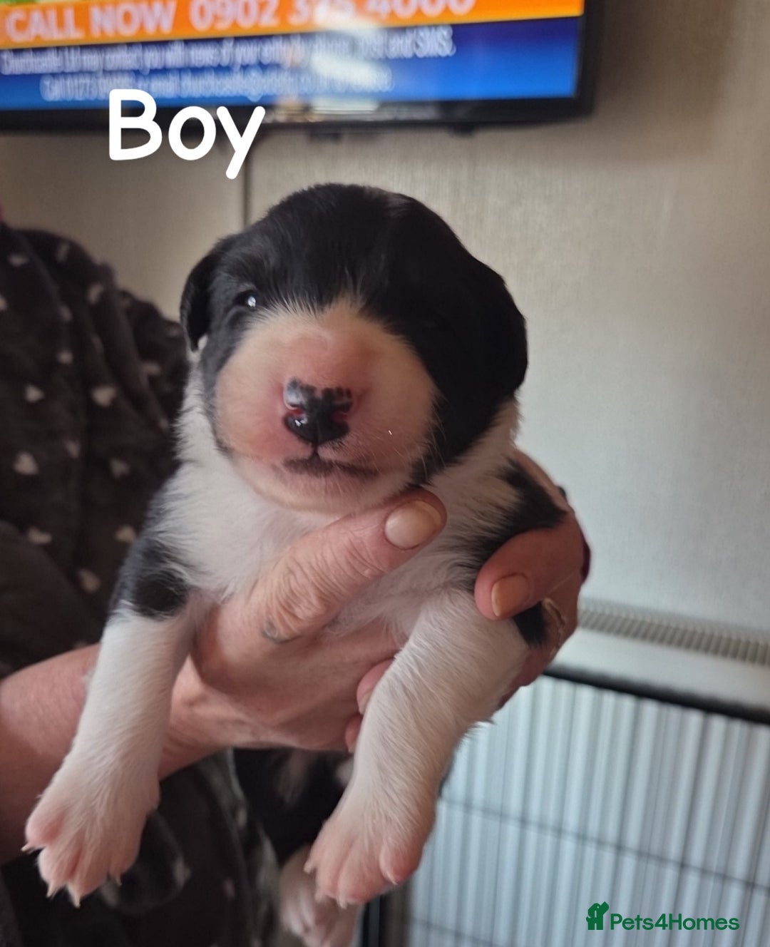 Border Collie dogs for sale: Border collie puppies  - Advert 5