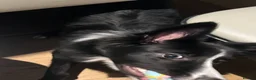 Border Collie dogs for sale: 6-Month-Old Border Collie Looking for a  Home in London - Advert 5