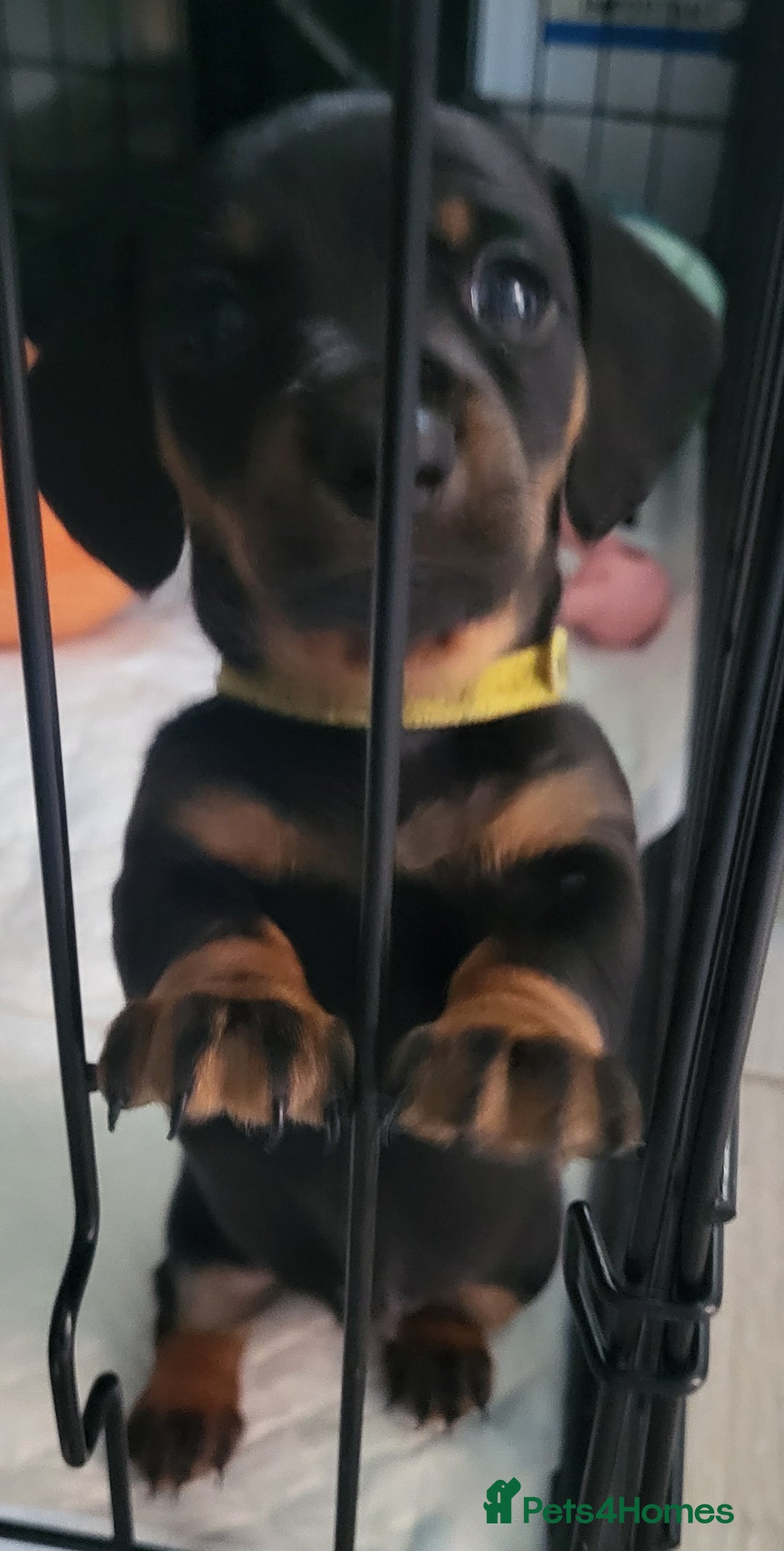 Miniature Dachshund dogs for sale: 4 female smooth haired miniature dachshunds  - Image 5