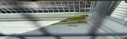 Budgerigars birds for sale: Budgerigars in Newport - Advert 2