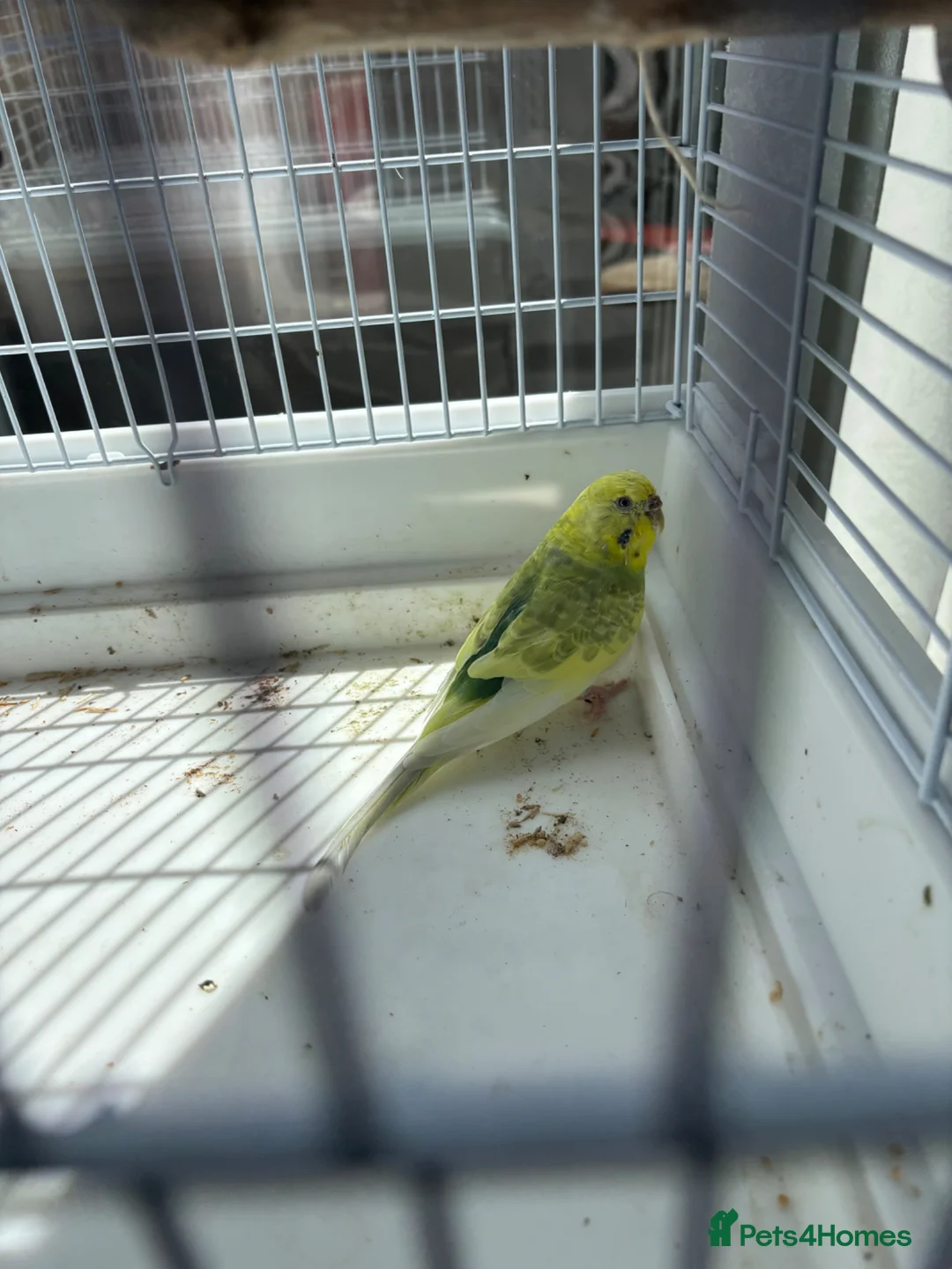 Budgerigars birds for sale: Budgerigars in Newport - Advert 2