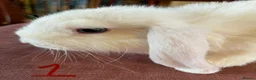 Mini Lop rabbits for sale: Lovely Mini Lop Babies - Advert 4