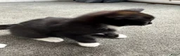 European cats for sale: 3 kittens for sale  in Grimsby - Advert 4