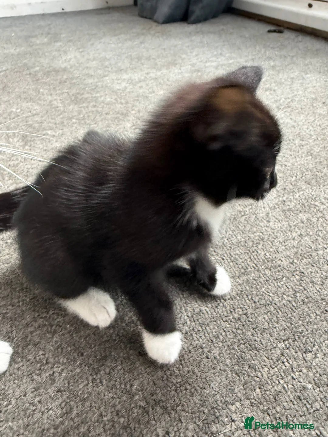 European cats for sale: 3 kittens for sale  in Grimsby - Advert 4